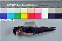 藏品(洋燕)的圖片